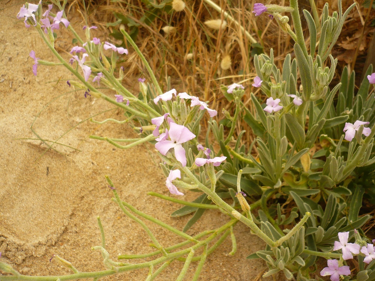 Matthiola sinuata (Brassicaceae)